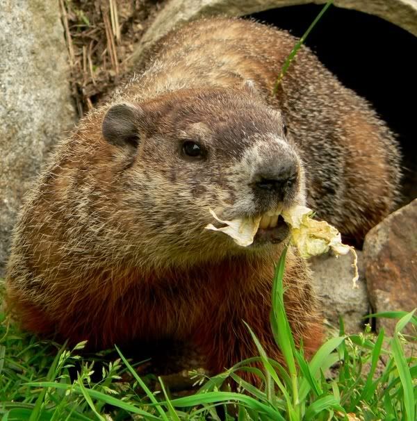 Woodchuck to the Forum and Community!